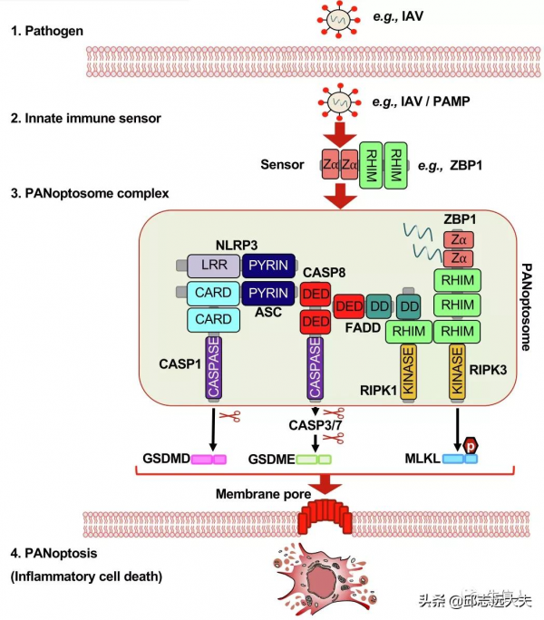 細胞死亡領域缺失的一塊拼圖:PANoptosis 細胞死亡領域缺失的一塊拼圖:PANoptosis