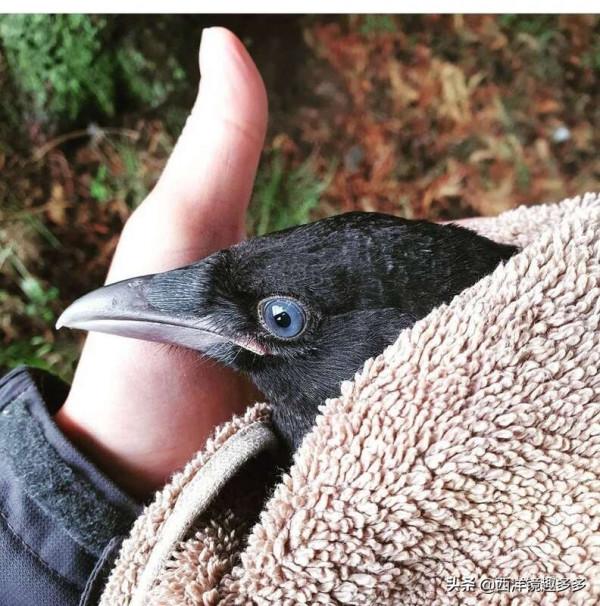 烏鴉的報恩，在你最需要的時候，我會陪在你身邊，太有靈性了