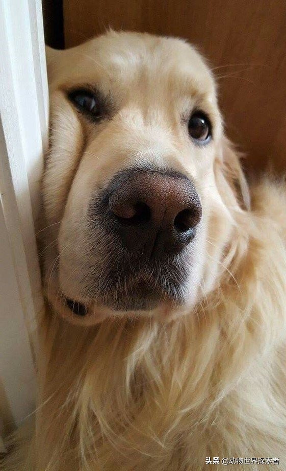 根據您的星座，什麼是最適合您的寵物