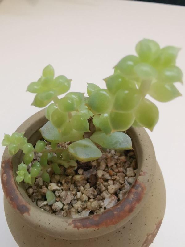 別隻會澆水了!不瞭解自己的多肉,難怪連多肉都養不好 別隻會澆水了!不瞭解自己的多肉,難怪連多肉都養不好