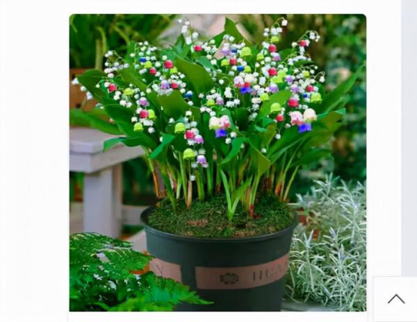 買花避坑指南:有這5個特徵的店鋪,花草再便宜也別買,容易上當 買花避坑指南:有這5個特徵的店鋪,花草再便宜也別買,容易上當