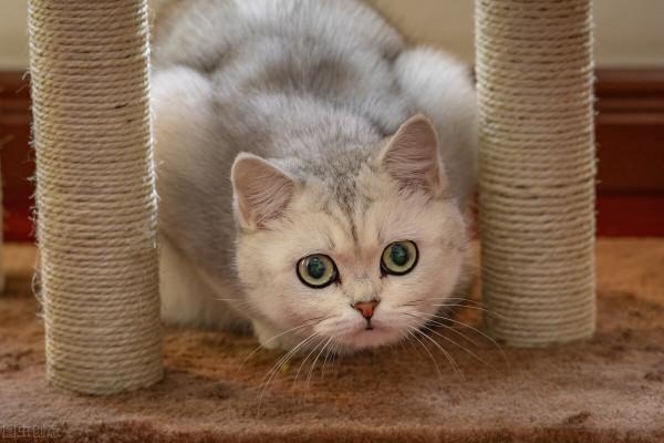 網友：因臨時出差，給貓留一大盆貓糧，沒想到卻害了它