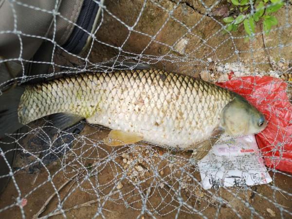 經典釣餌之麥粒，成本低效果好，製作方法和攻略分享