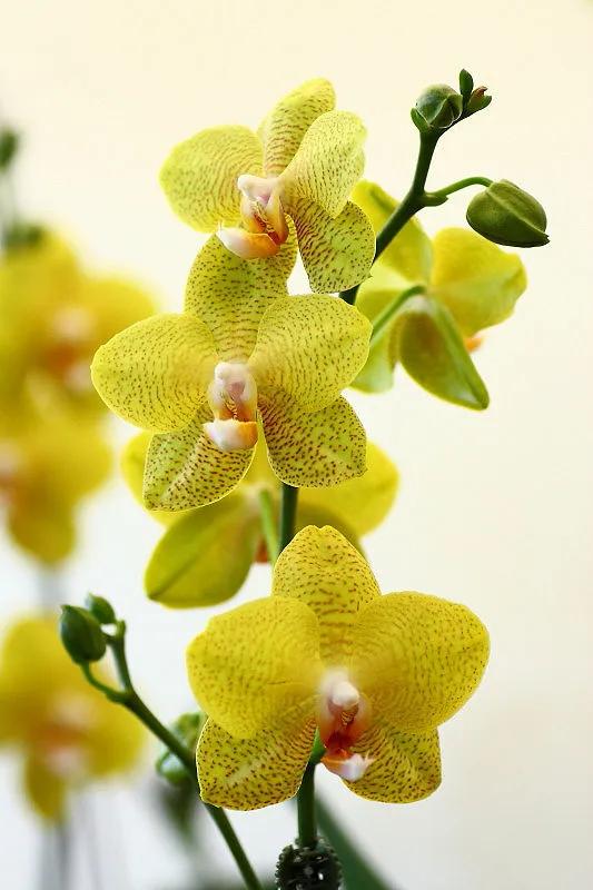 分享——高雅多姿的蝴蝶蘭