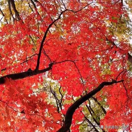 自駕遊白山黑水、彩林紅葉，長白山大環線——賞秋自駕遊（3）