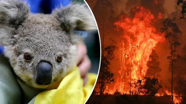 考拉快滅絕了？澳洲野外考拉三年狂少30%，只剩3萬多隻了
