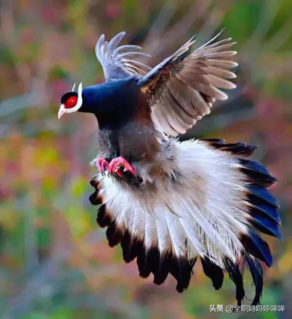 分享&mdash;&mdash;珍貴的稀有鳥類