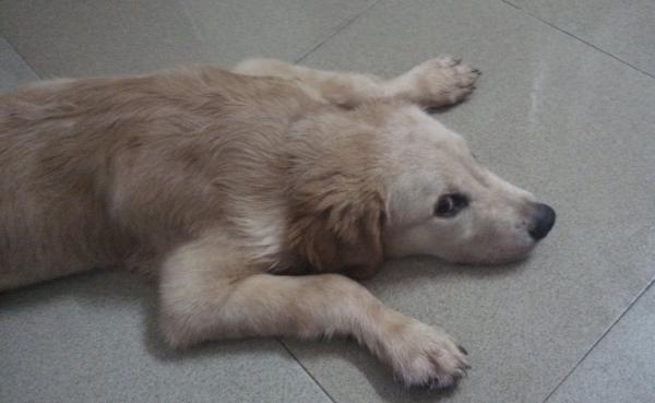 金毛偏瘦怎麼增肥？