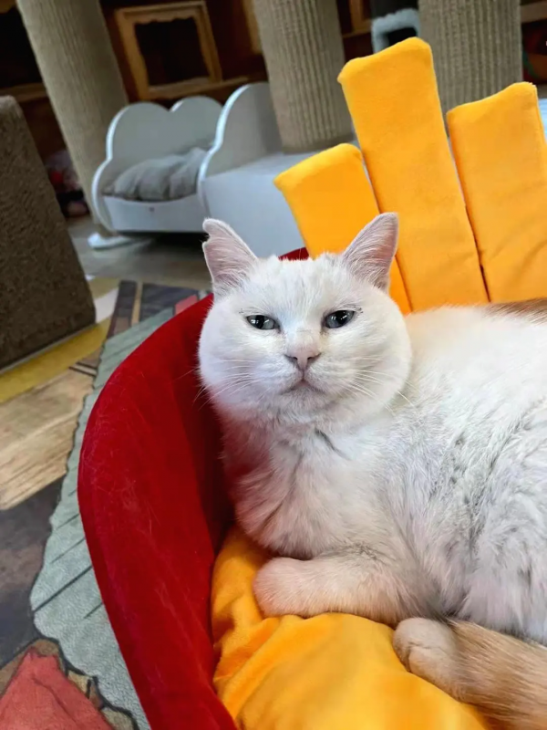 我 · 美食博主 · 觀復煎蛋