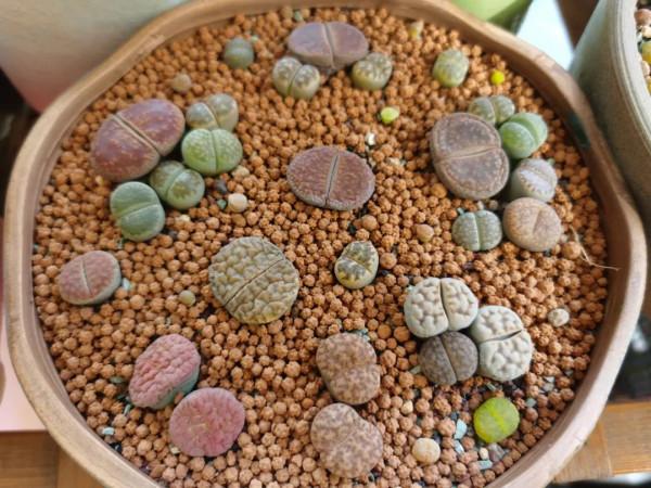 感謝遇見——在彼此的生命裡丰姿綻放