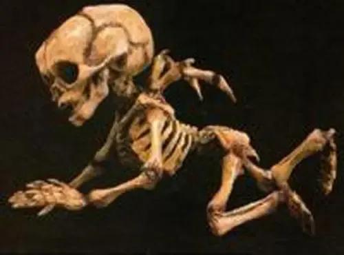 “天使”化石(傳聞) “天使”化石(傳聞)