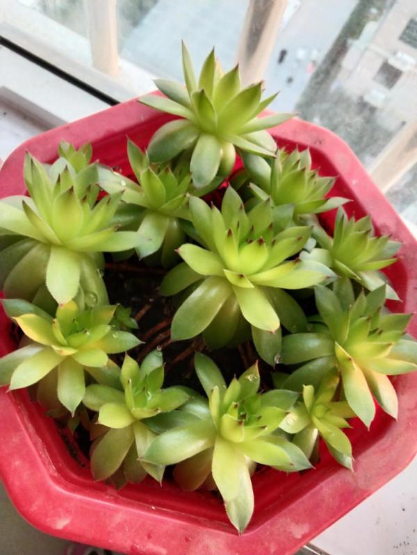 沒錯，我就是那個又菜又愛玩的養肉人