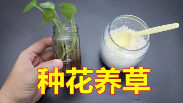 別隻用白糖調味,它在生活中的“值錢作用”也不少,看看長見識了 別隻用白糖調味,它在生活中的“值錢作用”也不少,看看長見識了