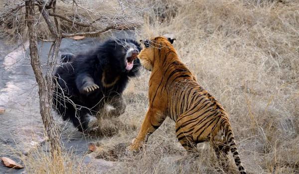 1.46萬平方公里,才只有50只東北虎,我國的保護成果在哪裡? 1.46萬平方公里,才只有50只東北虎,我國的保護成果在哪裡?