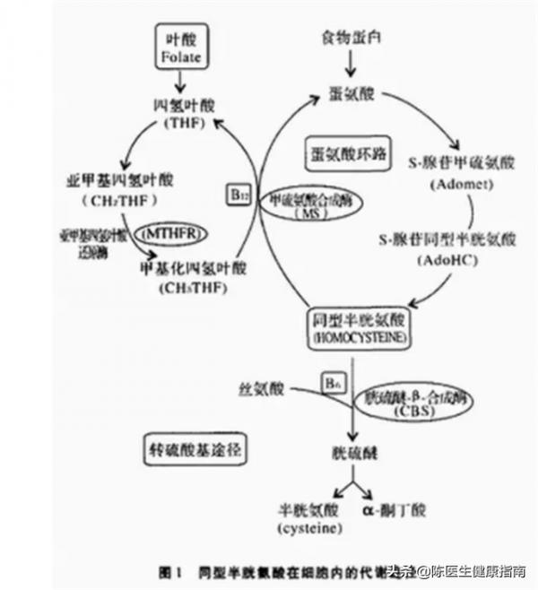 高血壓為什麼要吃葉酸？還能長期吃嗎？3點建議助你合理補充