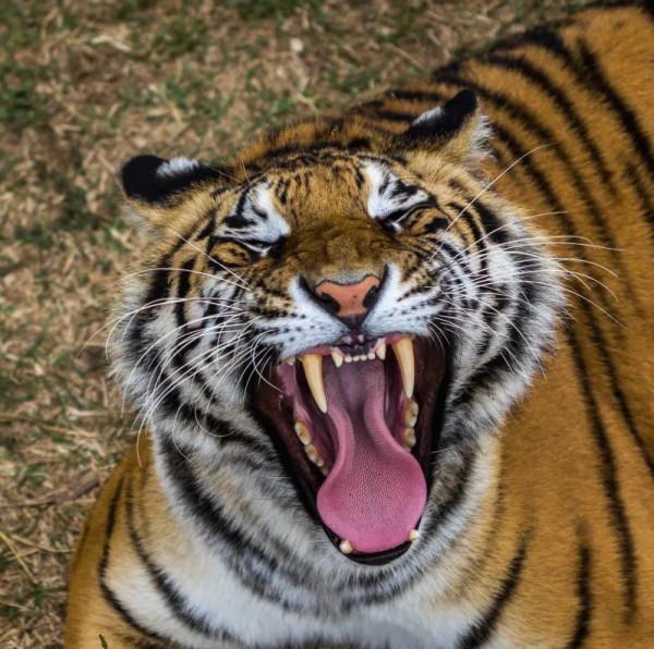 被老虎舔一下,真的能刮下一層皮來嗎? 被老虎舔一下,真的能刮下一層皮來嗎?