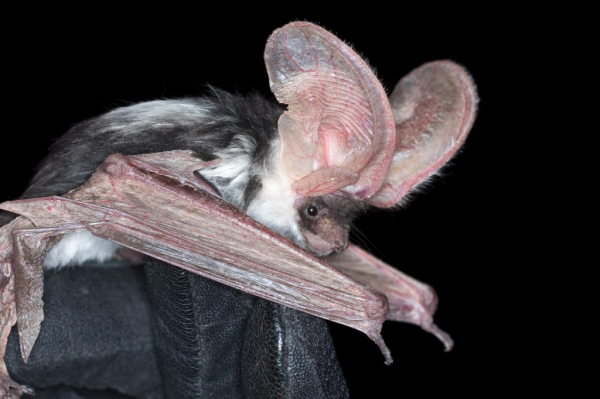 34張罕見動物照：烏龜衝上岸把鳥兒拖下水，山羊大口吞食小雞仔