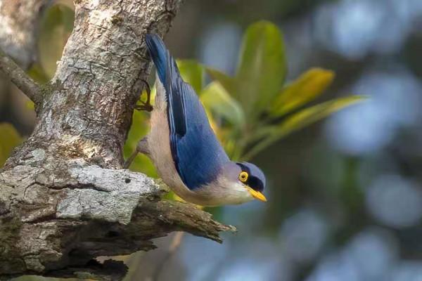 海南冬季拍鳥忙 海南冬季拍鳥忙
