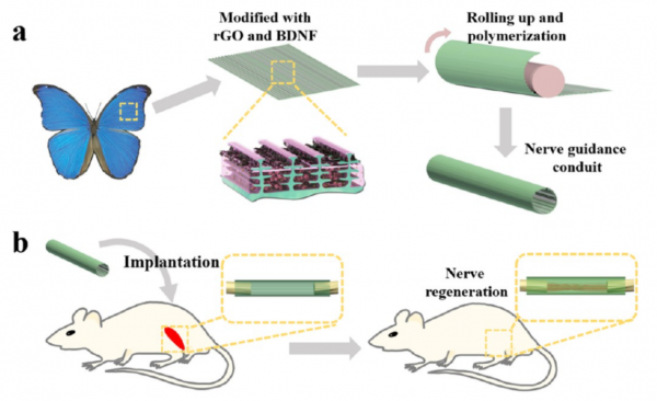 國際著名期刊刊發柴人傑教授團隊神經再生研究最新成果