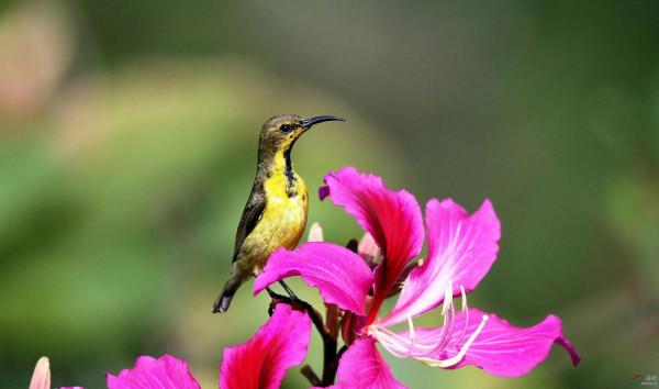 分享圖片一紫喉花蜜鳥 特別罕見珍貴的小鳥