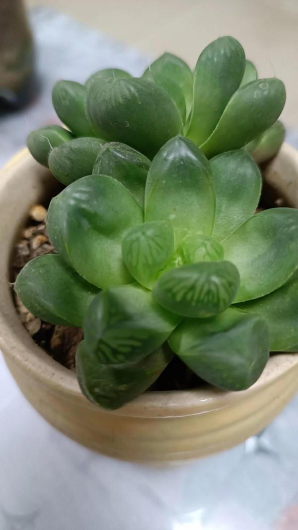 這樣的肉肉可入你眼？