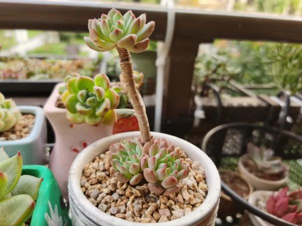 感謝遇見——在彼此的生命裡丰姿綻放