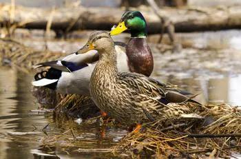 北大荒獵野鴨 北大荒獵野鴨