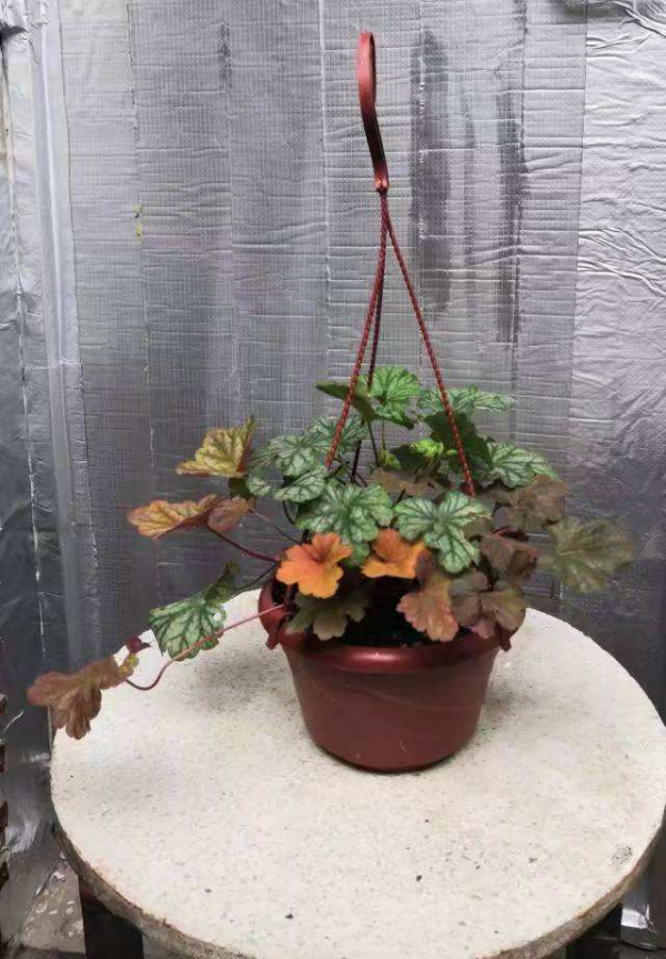 適合北方冬季戶外養的花，能耐寒零下15℃，越冷葉子顏色越美