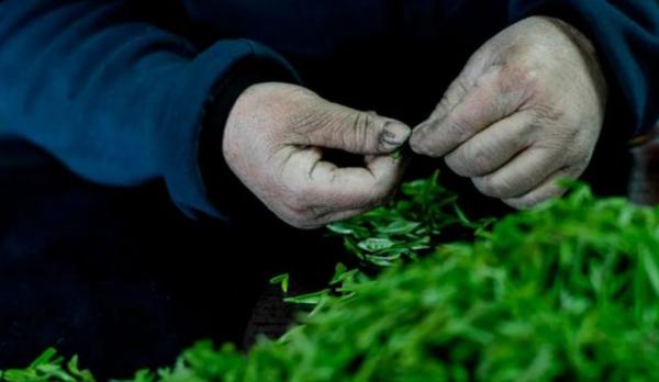 採茶有多辛苦?起早貪黑、渾身傷痛、收入不高,不是茶農無法體驗 採茶有多辛苦?起早貪黑、渾身傷痛、收入不高,不是茶農無法體驗