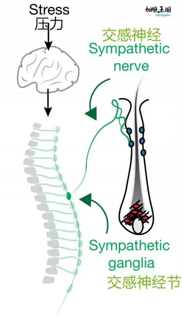 《Nature》:破解一夜白頭之謎,竟是壓力造成的幹細胞永久損傷 《Nature》:破解一夜白頭之謎,竟是壓力造成的幹細胞永久損傷