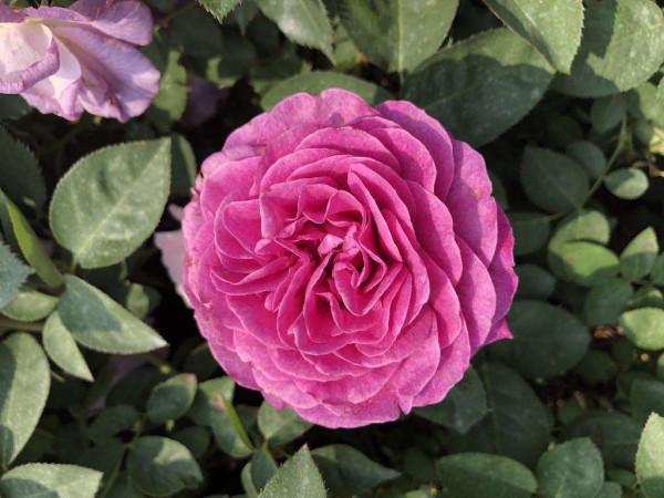 5種耐寒花，零下15度也能養，安全過冬花開爆盆