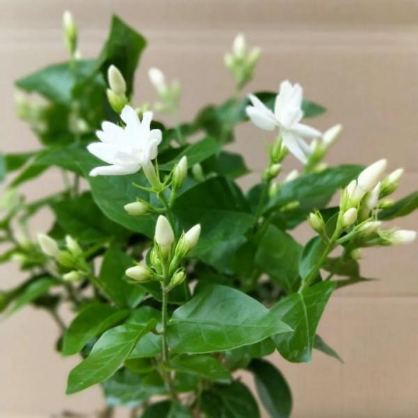 這些花，現在入手最適合，冬季室內也能花開爆盆