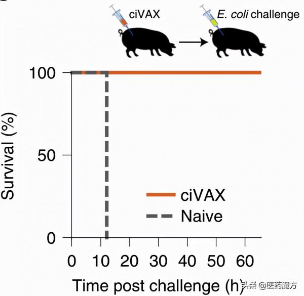 解決微生物耐藥的大突破：哈佛開發出雙技術加持的廣譜抗感染疫苗