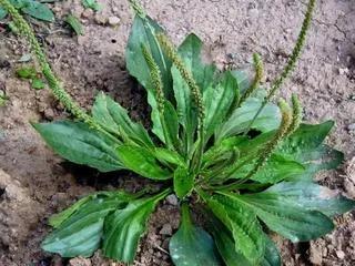 野菜野草的藥用價值高