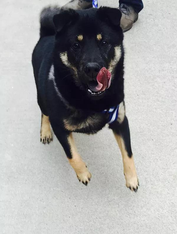 狗主人把狗賣給狗肉火鍋店被小夥救下，卻被小夥的父親大罵