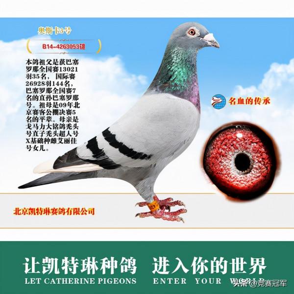 戈馬力的世界超級賽鴿與種鴿原棚 戈馬力的世界超級賽鴿與種鴿原棚