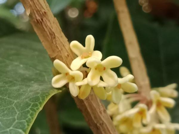 顯擺也許是人的一種本能