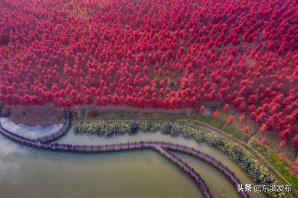 畫面太美！這裡的楓葉紅了 一定要去打卡喲～