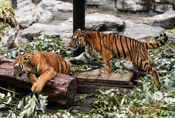 老虎再餓也有3不吃？這是為什麼？老虎到底有多厲害？