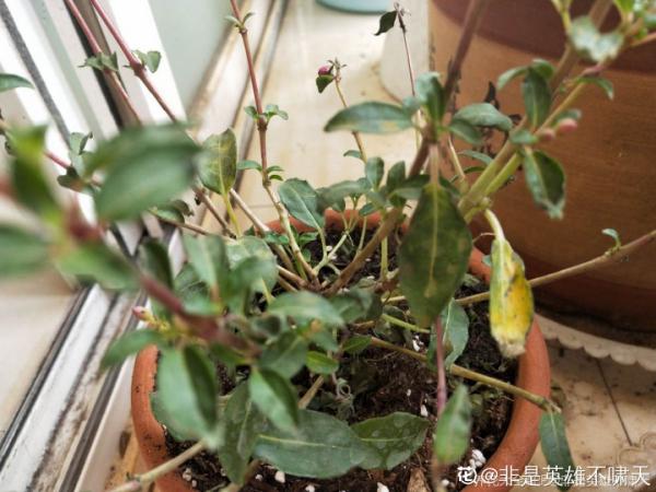 倒掛金鐘長成一棵樹，年年都開花，咋養的？