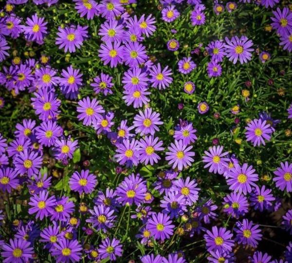 3種&OpenCurlyDoubleQuote;漂亮花&rdquo;，盆越小開花越多，冬天&OpenCurlyDoubleQuote;不怕凍&rdquo;，一個勁開花