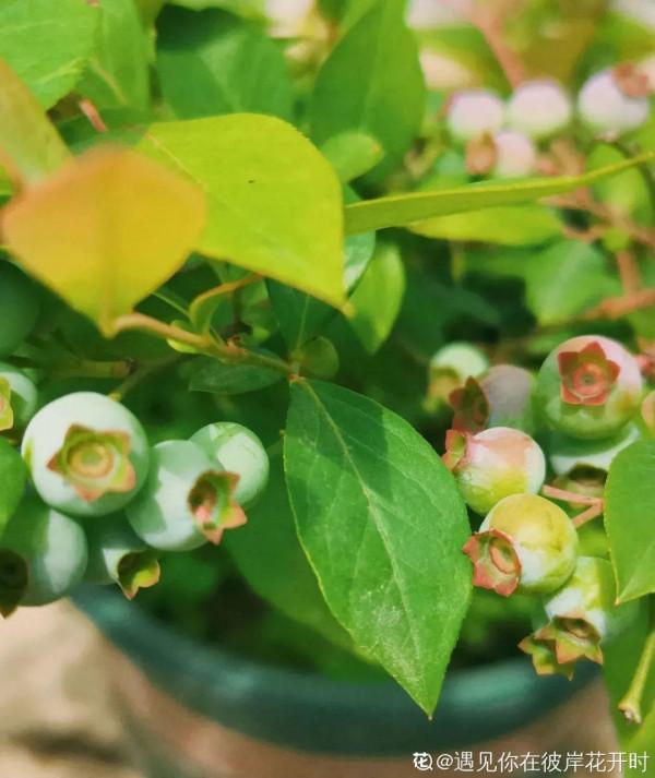 陽臺種盆藍莓，南北方都能種，好養還耐寒