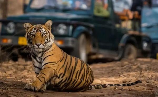 印度珍稀物種 | 有些貓，負責威武就夠了