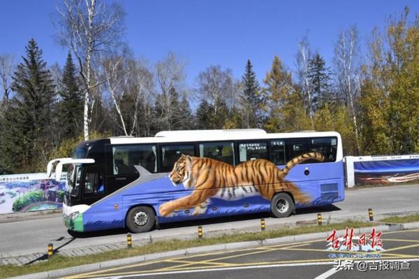 長白山北景區10輛野生動物塗鴉巴士正式上線運營,迅速成為遊客眼中一道靚麗風景 長白山北景區10輛野生動物塗鴉巴士正式上線運營,迅速成為遊客眼中一道靚麗風景