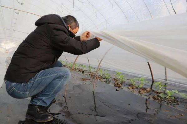 一噸煤賣2000寒流下溫室果蔬該何從,溫州農民神操作,棚內點蠟燭 一噸煤賣2000寒流下溫室果蔬該何從,溫州農民神操作,棚內點蠟燭