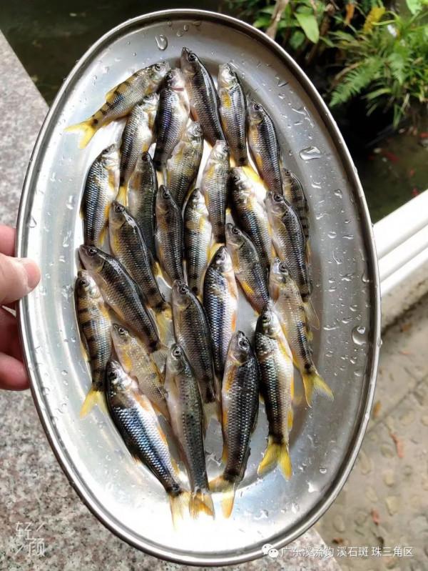 釣點 美景 魚獲——我們在路上（尋找溪釣 探釣點）