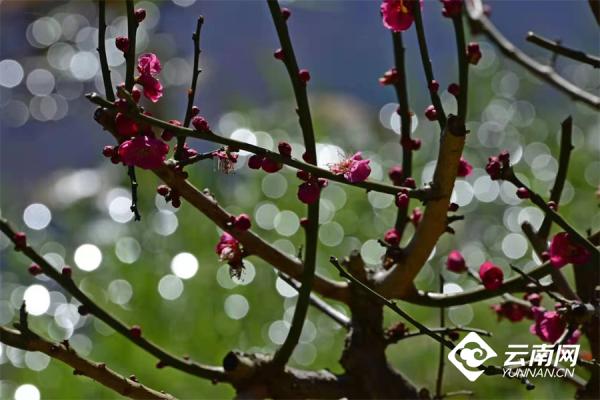 年味（四）一年一度梅花開，今年依舊