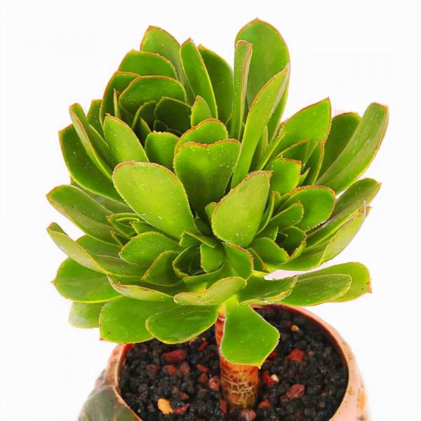 多肉植物 | 法師品種