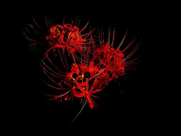 雨薇酒館|娶妻 雨薇酒館|娶妻