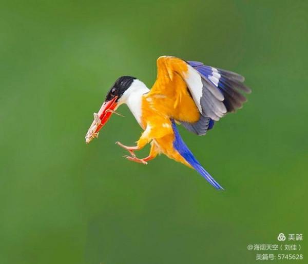 自然界中最美的鳥兒之一藍翡翠